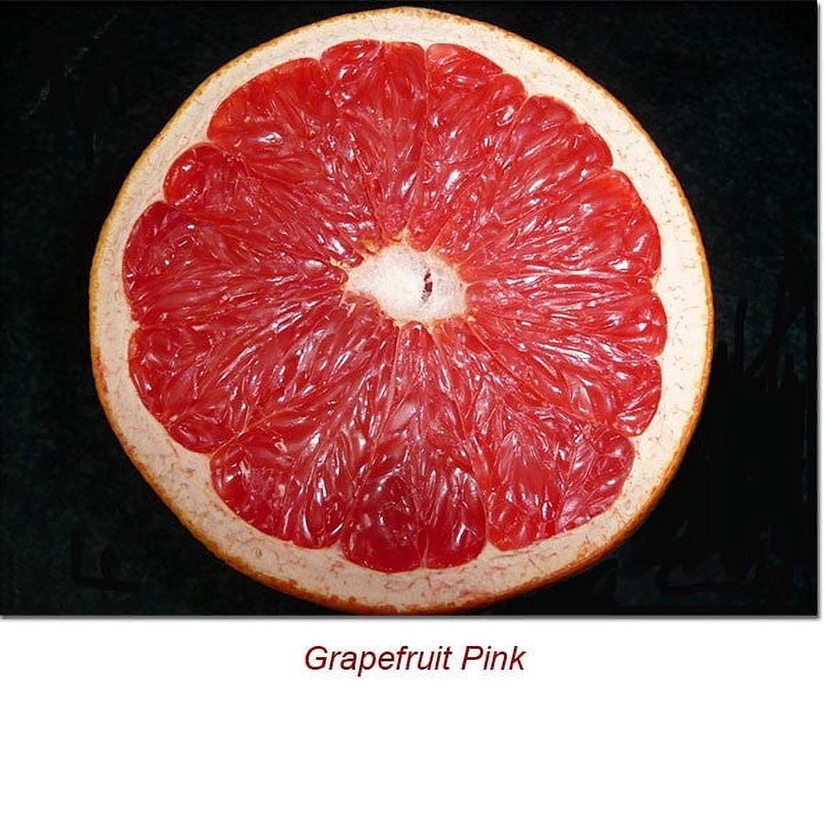 Grapefruit Pink Essential Oil 1 fl oz (30 ml) - 100% Pure and Natural by Silky Scents