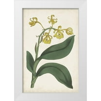 Ridgeway 11x14 White Modern Wood Framed Museum Art Print Titled - Antique Botanical Collection X
