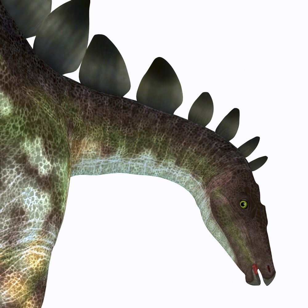 Stegosaurus dinosaur head. Poster Print by Corey Ford/Stocktrek Images - Walmart.com - Walmart.com