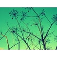 thumbnail image 2 of Bell, Lillian 18x15 White Modern Wood Framed Museum Art Print Titled - Cow Parsley I, 2 of 4