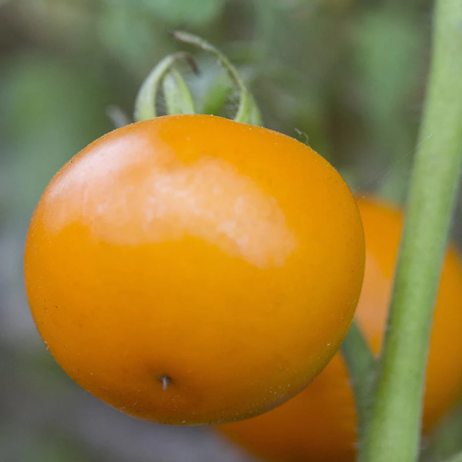Harris Seeds - Tomato Bellini F1 Seeds - 100 Seeds