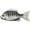 White/Albino, variant on LIVETARGET Sunfish 3.8" Swimbait White/Albino