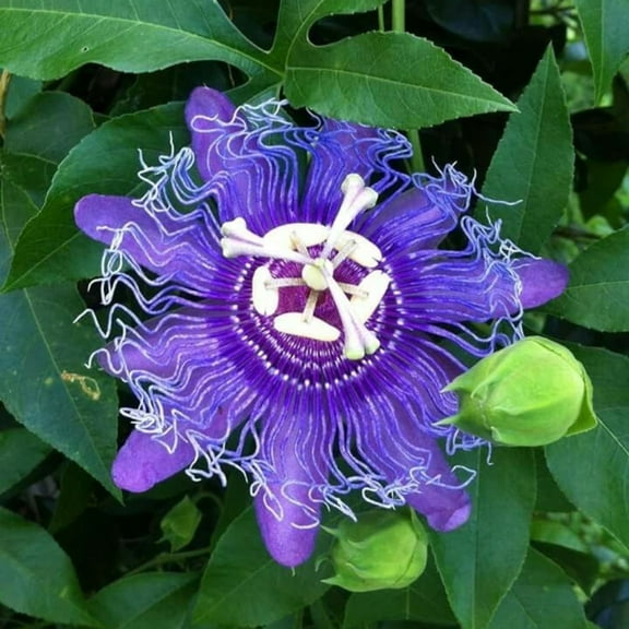 2 Incarnata Passion Flower Live Plant, Passionflower Plant, Ideal for Outdoor Garden, 4-8 Inch