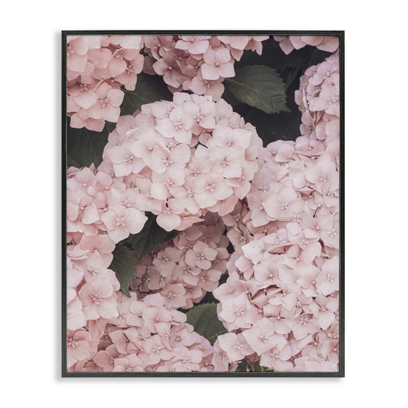 Stupell Industries Pink Hydrangea Blossoms Plants & Flowers Photography Black Framed Art Print Wall Art, 11 x 14