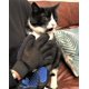 thumbnail image 2 of Guante de cepillo para perros, masajeador de cuidado de gatos, guante de aseo de masaje para perros, herramienta eficaz para quitar el pelo de mascotas Feliz Sencillez, 2 of 4