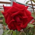 Live Rse Heirloom Roses Fragrant Fresh Red Rose Plant - Pride Of England ...