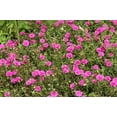 thumbnail image 3 of Seedville 100 Moss Rose 'Portulaca Grandiflora' Plant Seeds, 3 of 8