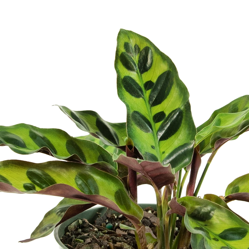 Plant with Purpose 4 in. Calathea Lancifolia Live Houseplant with Bright Indirect Sunlight - 3 Piece