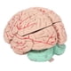 thumbnail image 4 of Modelo de cerebro de estudio, modelo de cerebro humano profesionales modelo de anatomía del cerebro modelo de cerebro de enseñanza multifuncional, 4 of 8