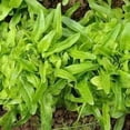 thumbnail image 3 of GSDWIUEW 2000+ Oakleaf Lettuce Seeds Heirloom Seeds Its Tender Leaves Offer a Delightfully Crisp Texture and Slightly Nutty Taste Making it Versatile Addition to Various Culinary Creations, 3 of 4