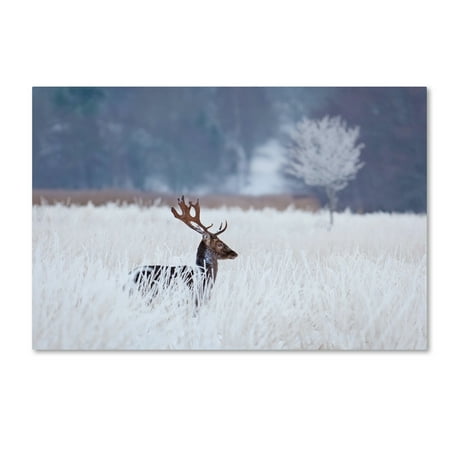 Winter Animal Art Trademark Fine Art 'Fallow Deer In The Frozen Winter Landscape' Canvas Art by Allan Wallberg ()