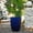 Dark Blue + Ceramic+1, variant on Handmade White Ceramic Planter Pot 16.54" W x 21.26" H Large Indoor Outdoor Flower Pot with Drainage Hole for Plants Trees Garden Decor