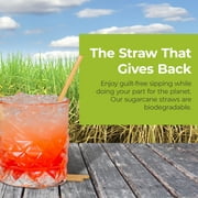 Bionex Biodegradable Bagasse Coffee Straws, 6-Inch Unwrapped Disposable Cocktail Straws, 1,500 Count