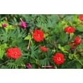 thumbnail image 2 of 30 CARDINAL CLIMBER VINE Ipomea Quamoclit Red Flower Seeds, 2 of 11