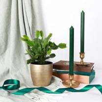 Live Christmas Cactus Plant - 4" Decorative Holiday Pot