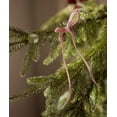 thumbnail image 5 of 24PCS Pink Velvet Christmas Tree Bows Door Garland Decor Vintage Wreath Bow (3/8'' Width, 5 * 7 inch), 5 of 12