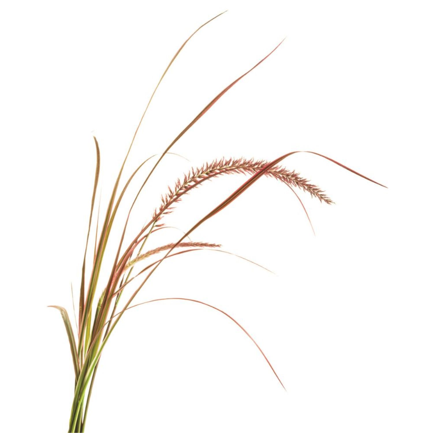 Proven Winners 5" Multicolor Graceful Grasses Fireworks Fountain Grass Live Plant in 4.5" Pot (4 Count)