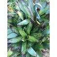 2 pups Bromeliad BROMELIA Aechmea Violet EXOTIC TROPICAL LANDSCAPE
