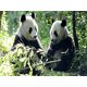 thumbnail image 1 of 30x40 Cm 5d Peinture Diamant Diy Complet, panda Gant Animaux Mignons Diy Diamond Strass Toile Point De Croix Painting Par Numro Pour Dcoration Mu, 1 of 5