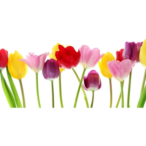 50 Mixed Color Tulip Bulbs for Planting - Easy to Grow - Made in USA, Ships from Iowa