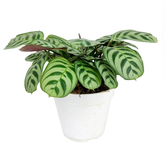 Calathea Burle Marx (4"  Plastic Pot) - Easy to Care Houseplant for Beginners - Best Houseplant for Home Decoration