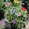 thumbnail image 1 of 5pcs Vintage Sunflower Garden Stakes Lawn Patio Ornaments Waterproof Flower Stick Home Decor, 1 of 5