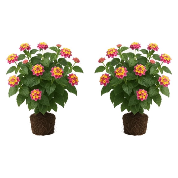Lantana Live Plants - 2 Healthy Starter Plants, Full Sun, USDA Zones 8-11, Ships Bare Root