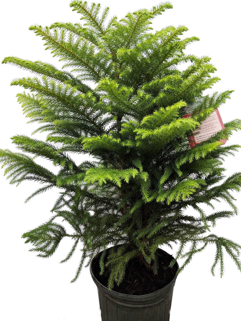 Norfolk Island Pine The Indoor Christmas Tree 8 Pot 24 Tall Walmart Com Walmart Com Norfolk Island Pine The Indoor Christmas Tree 8 Pot 24 Tall Walmart Com Walmart Com