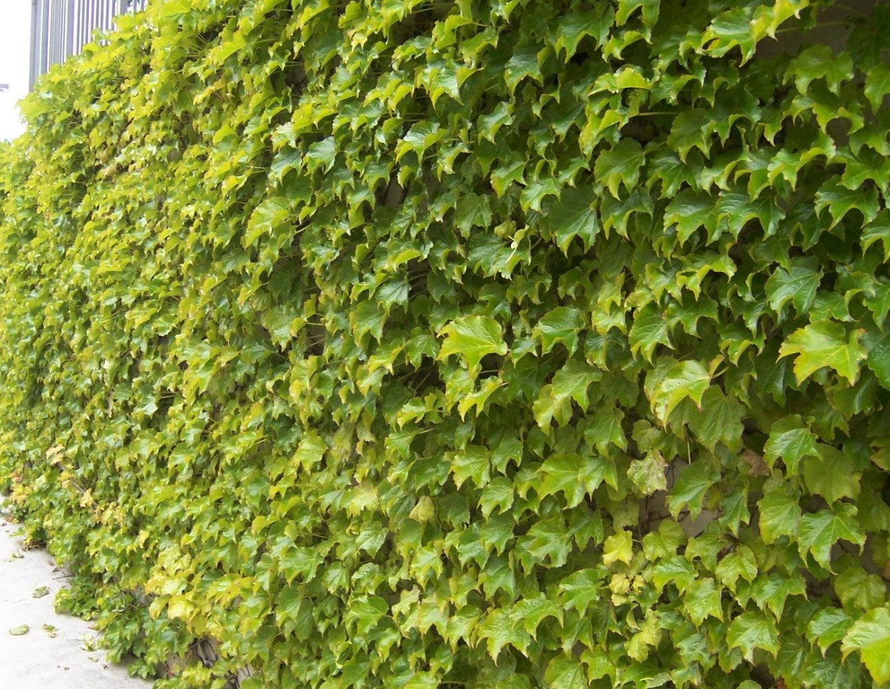 Fenway Park Golden Boston Ivy Plant - Parthenocissus - 2.5' Pot