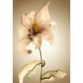 thumbnail image 2 of Regina 14x18 Black Ornate Wood Framed with Double Matting Museum Art Print Titled - Blossom in Sienna II, 2 of 4