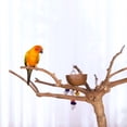 thumbnail image 5 of Prevue Pet Products Coffeawood Tree Style #2 Floor Stand Extra-Small 22621, 5 of 19