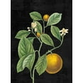 thumbnail image 2 of Schlabach, Sue 12x14 White Modern Wood Framed Museum Art Print Titled - Classic Citrus VI Black No Words, 2 of 4