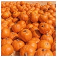 thumbnail image 3 of Everwilde Farms - 1 lb Howdens Field Pumpkin Pumpkin Seeds - Gold Vault Bulk Seed Packet, 3 of 3