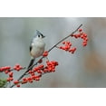 thumbnail image 2 of Jones, Adam 18x13 Gold Ornate Wood Framed with Double Matting Museum Art Print Titled - Tufted titmouse and red berries-Kentucky, 2 of 4