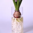 thumbnail image 4 of Jarrón de Cristal de Transparente, para Flores, para Terrario DIY, Decoración de Contenedores , Opción 1 BLESIY Jarrón de terrario hidropónico, 4 of 7