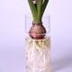 thumbnail image 4 of Florero de cristal con bombilla de cristal, maceta de para plantas hidropónicas, jardín, 4 of 8