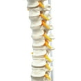 thumbnail image 3 of Human Spine Anatomical Model, Flexible - Medical Quality, Life Sized - 31.5" Height - Includes Complete Pelvis & Hanging Mount - hBARSCI, 3 of 4