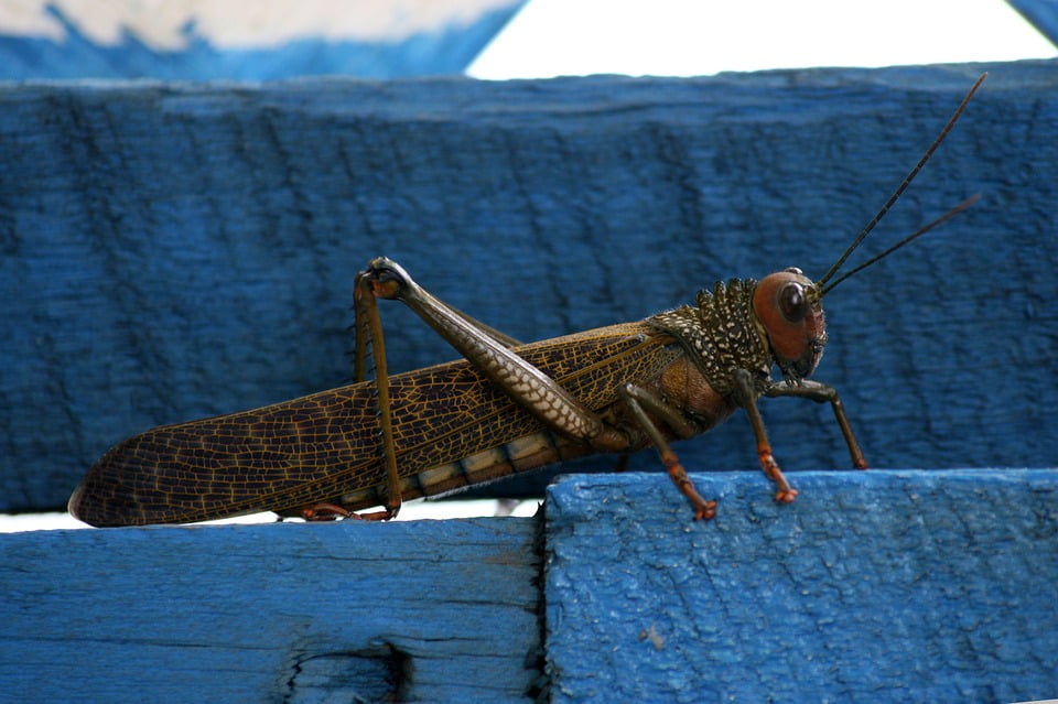 Animal Antenna Grasshopper Bug Blue Insect-12 Inch BY 18 Inch Laminated