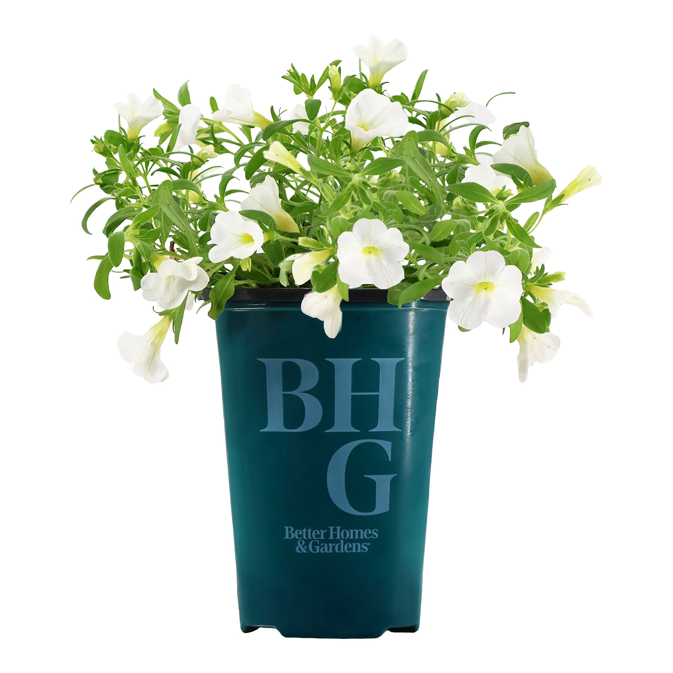 Costa Farms Dipladenia Live Plant in 3 Gallon Pot – Full Sun
