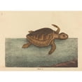 thumbnail image 2 of Mark Catesby 14x11 Black Ornate Wood Framed Double Matted Museum Art Print Titled: The Logger-Head Turtle (Testudo Cavanna) (1731-1743), 2 of 5