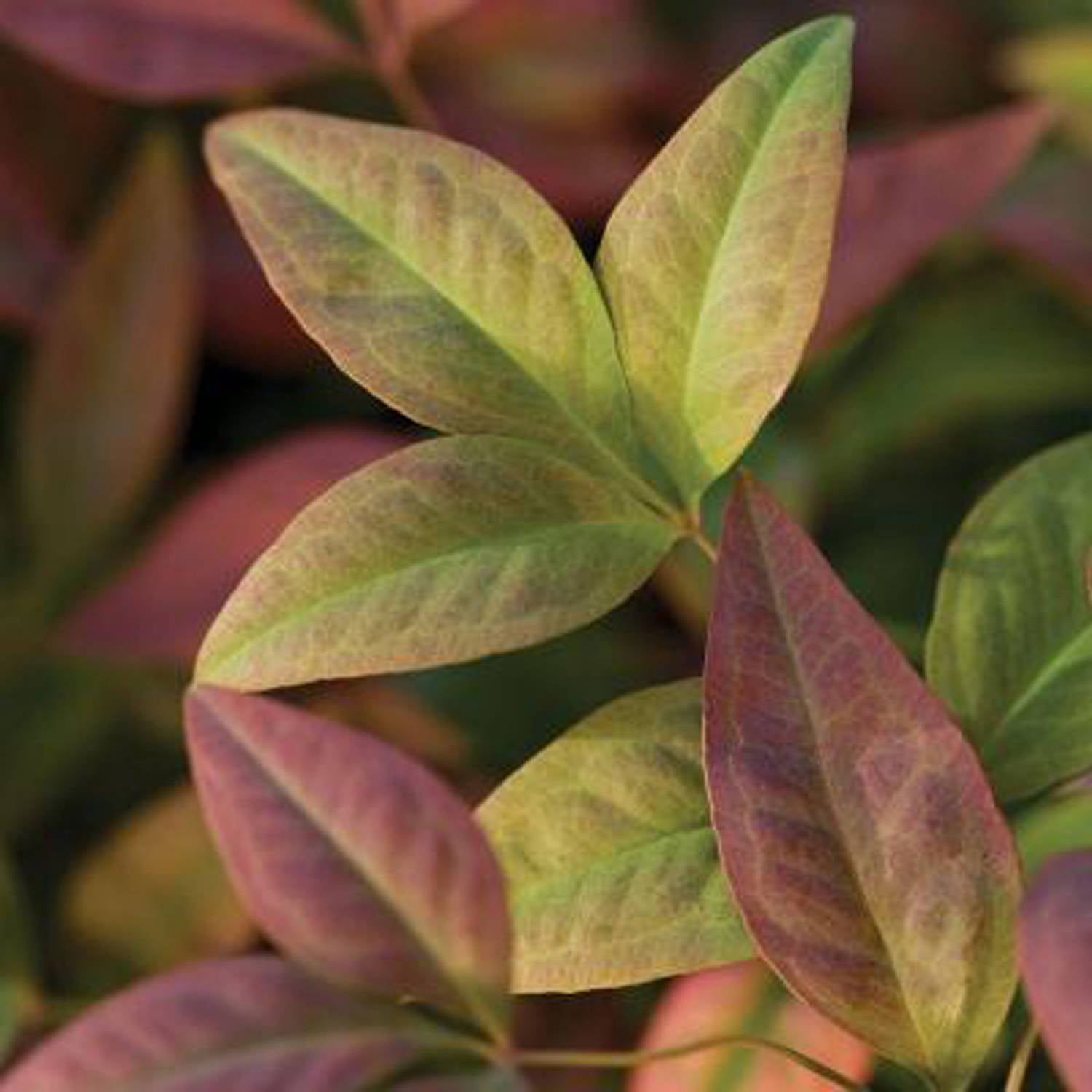 Southern Living Blush Pink Nandina Live Shrub in 2.5-Quart Grower Pot