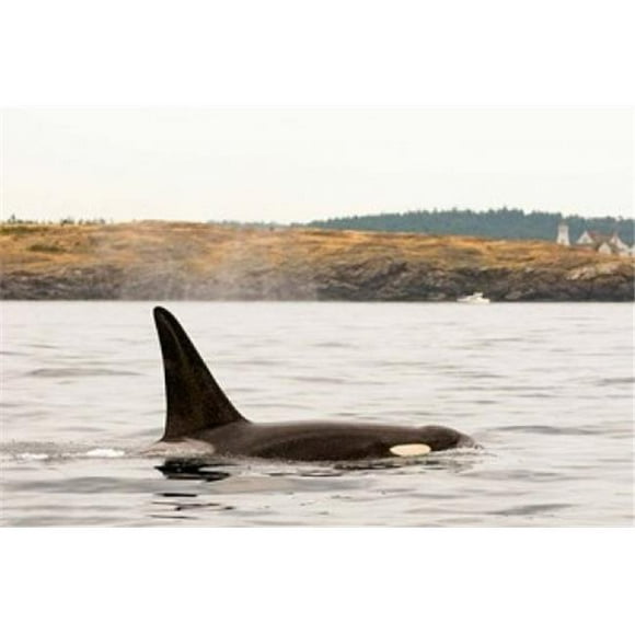 Posterazzi PDDCN02SKA0112 Canada BC Sydney Killer Whale Swimming in the Strait of Georgia Print by Steve Kazlowski