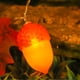 thumbnail image 5 of Guirnalda Led de Halloween de 2 M con Hojas de Arce y Bellotas - 10 Luces Blancas Cálidas, Funciona con Pilas, Ideal para Decoración de Interiores, Exteriores y Fiestas., 5 of 7