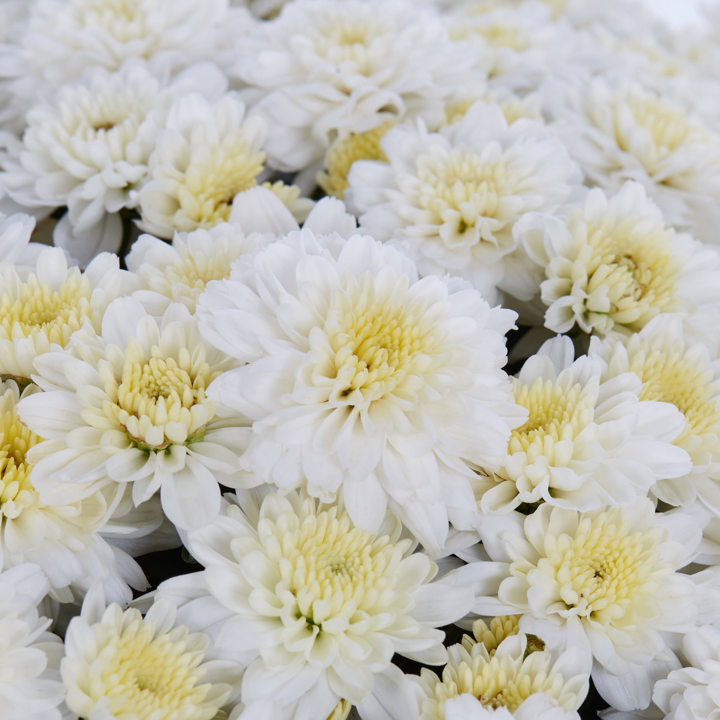 Expert Gardener 3qt White Mum in 7" Cauldron Planter (1-pack), Fall Decor