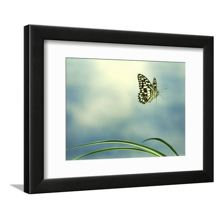 Checkered Swallowtail in Flight Framed Print Wall Art By Barrie (Best Flight Checker App)