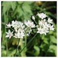 thumbnail image 2 of Everwilde Farms - 1 oz Wild Leek Native Wildflower Seeds - Gold Vault Bulk Seed Packet, 2 of 3