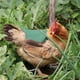 thumbnail image 4 of Ganfancp 2023 Silla de Aves para Gallinas Delantal de Pollo con Correa Elástica Chaqueta de Pollo con Correa Protector de Aves Fijador de Plumas de Gallina Elegante Disfraz para Espectáculos Ajuste L, 4 of 5