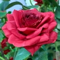 thumbnail image 1 of Arbre de Roses Rouges Artificielles de 1,5 m – Fleurs en Soie Réalistes, Feuillage Vert Réaliste, Tronc en Plastique Robuste – Plante Artificielle Sans Entretien pour la Maison, le Bureau, l'Entrée Ou l'Extérieur Couvert, 1 of 8