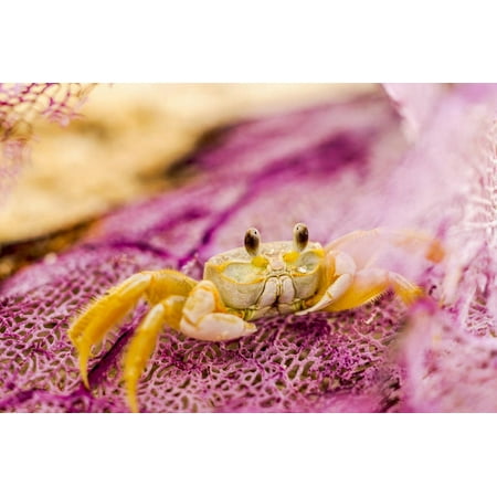 Great Wall Hyde Park Ghost Crab hiding in washed up sea fan on beach near Fort Jefferson, Dry Tortugas National Park, so Print Wall Art By Stuart Westmorland ()