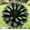 C, variant on Perennial Gorgeous -Dahlia Plant Bulbs - Easy Care / Low Maintenance - Ideal for Garden Landscape, Plant Hangers